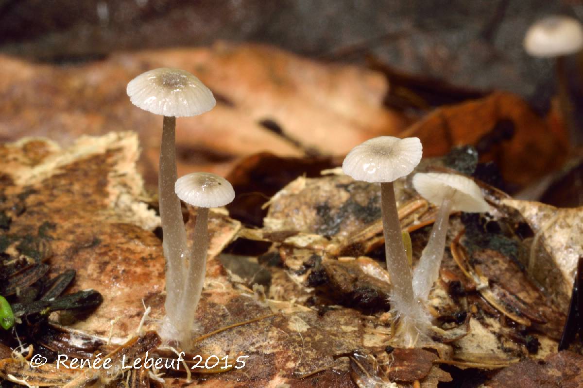 Mycena odorifera image