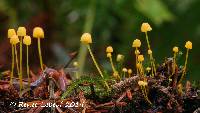 Mycena oregonensis image