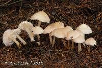 Mycena pura image