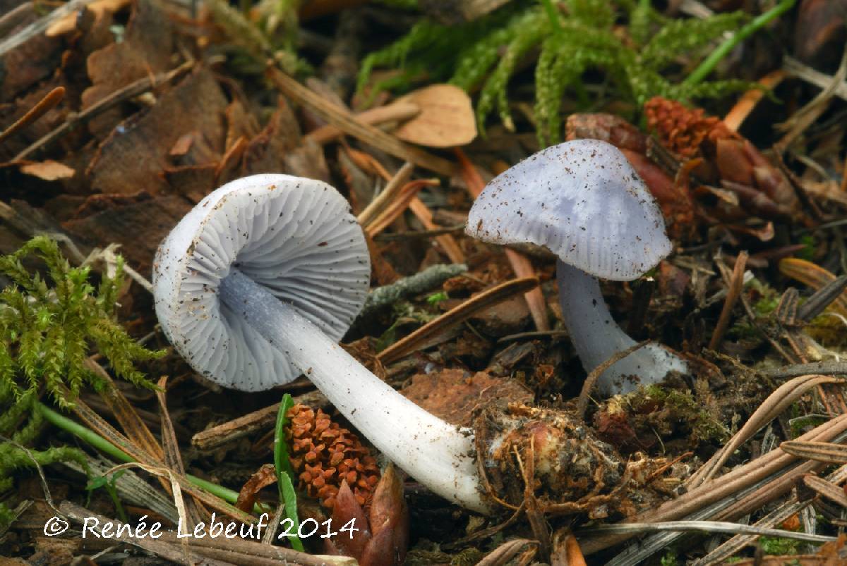 Mycena pura f. caesia image