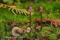 Mycena purpureofusca image