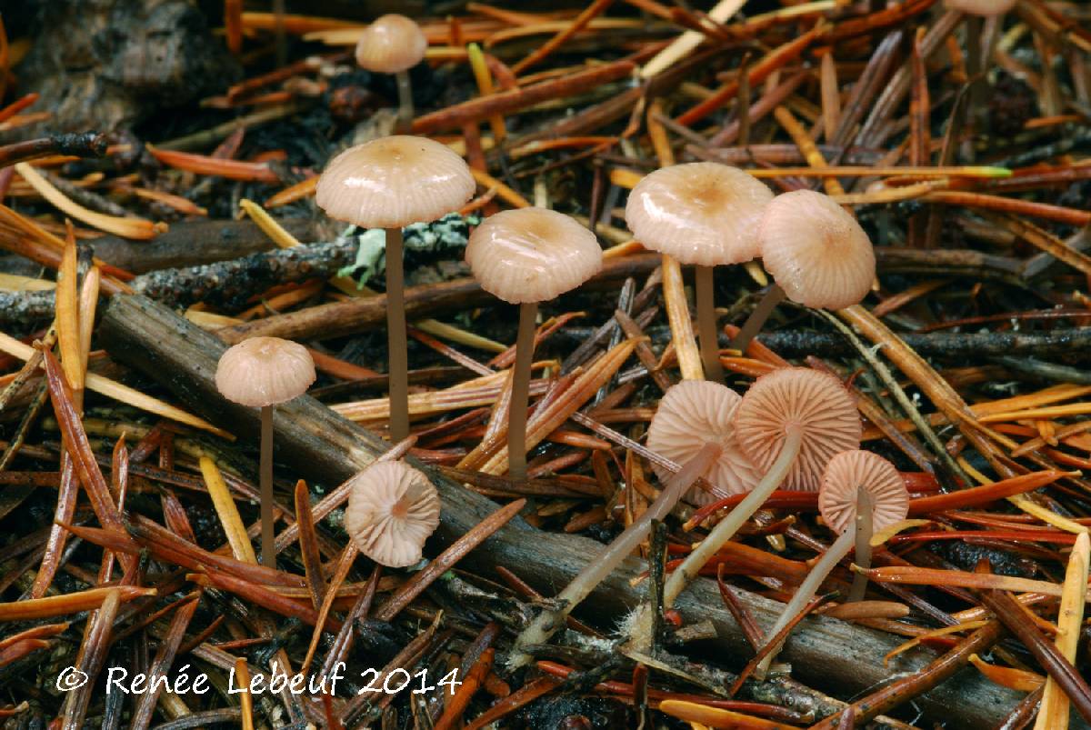 Mycena rosella var. rosella image