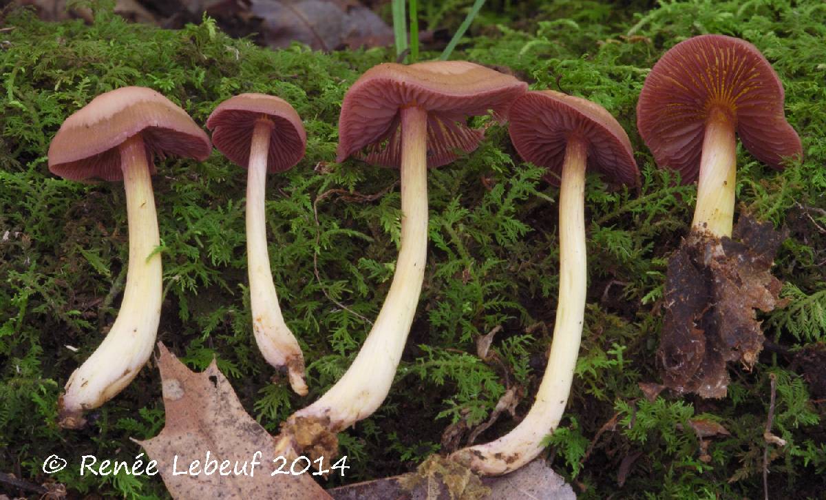 Mycena rutilantiformis image