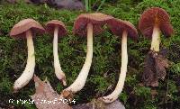 Image of Mycena rutilantiformis