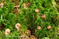 Mycena sanguinolenta image