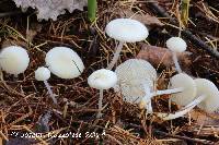 Mycena piceicola image