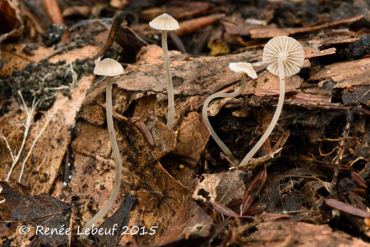 Mycena fagetorum image