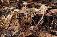 Image of Mycena fagetorum