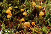 Mycena strobilinoidea image