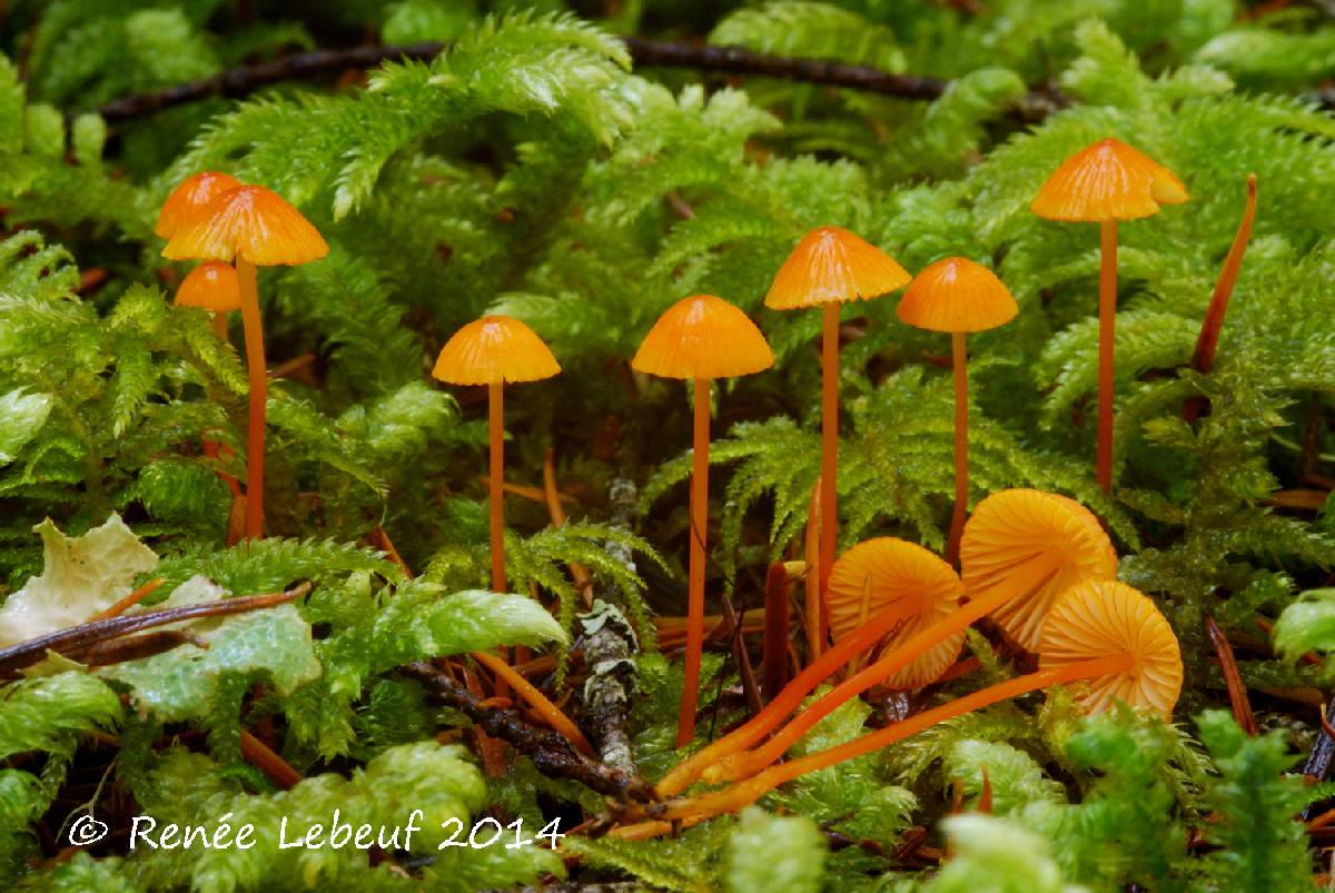 Mycena strobilinoidea image