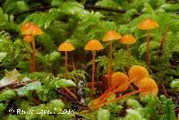 Mycena strobilinoidea image