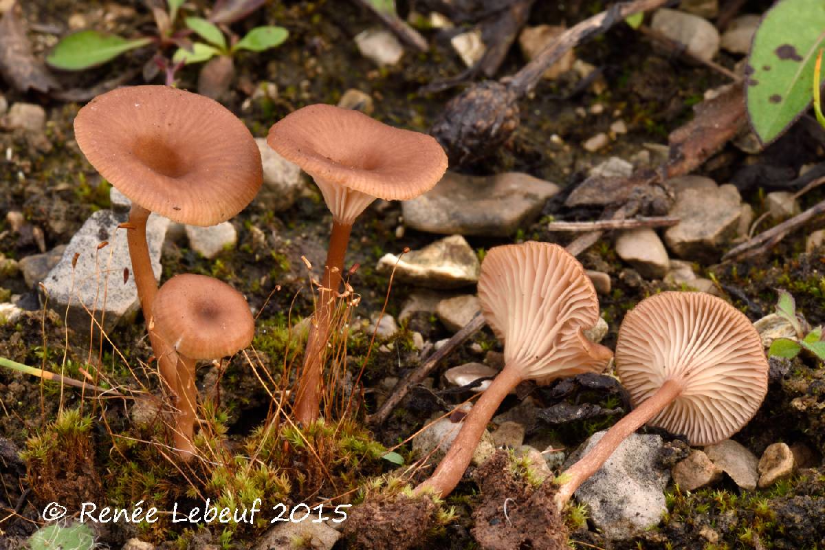 Omphalina pyxidata image