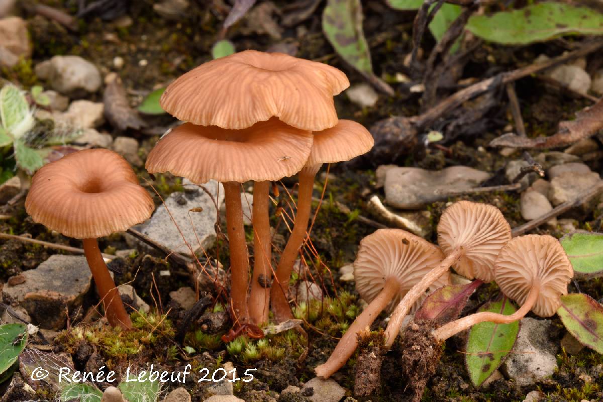 Omphalina pyxidata image