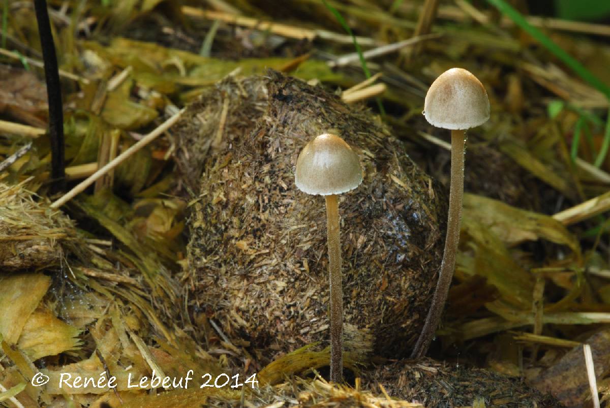 Panaeolus acuminatus var. acuminatus image