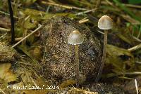 Panaeolus acuminatus image