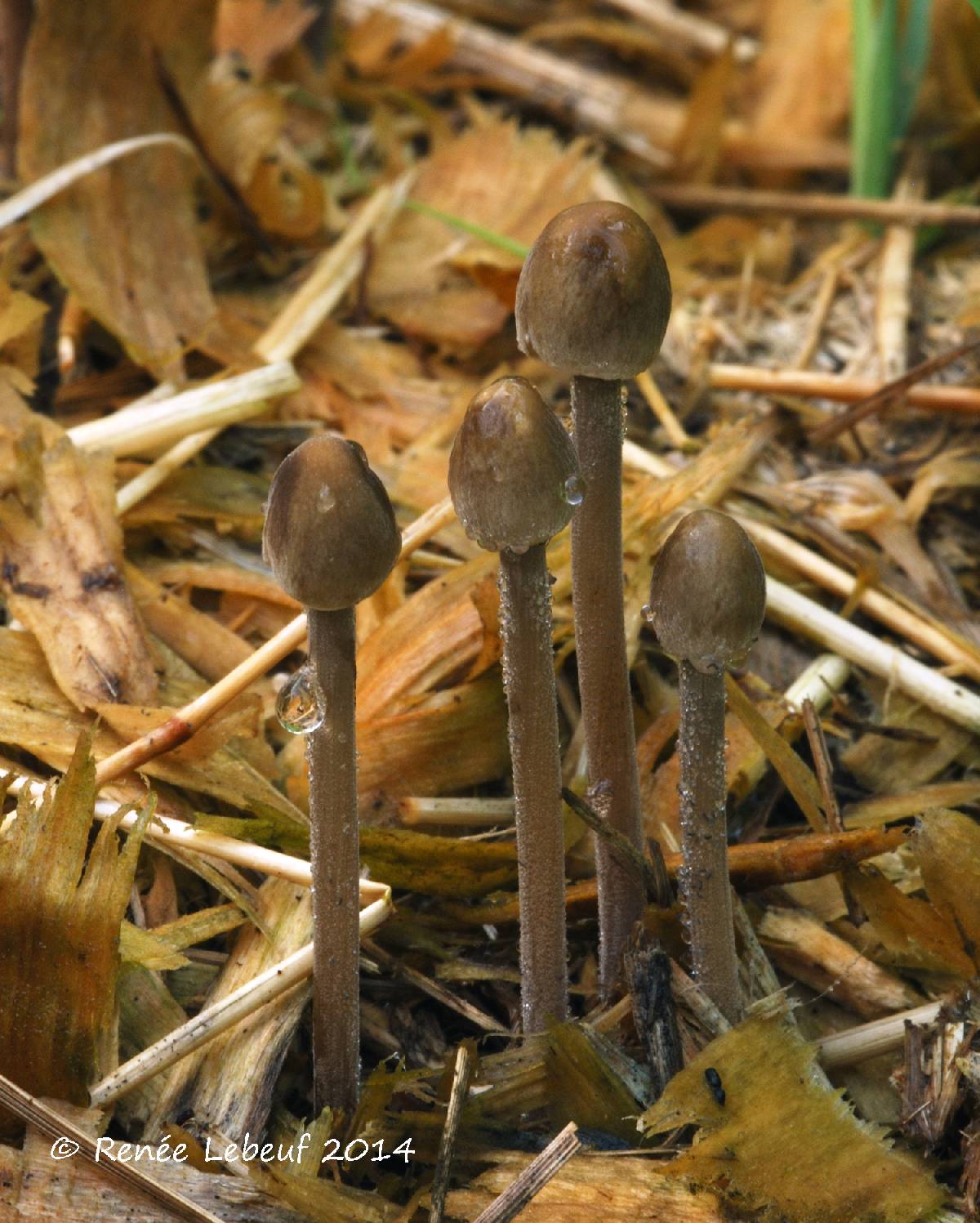 Panaeolus acuminatus var. acuminatus image
