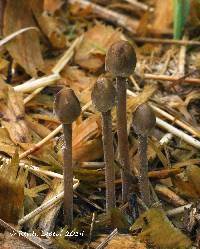 Panaeolus acuminatus var. acuminatus image