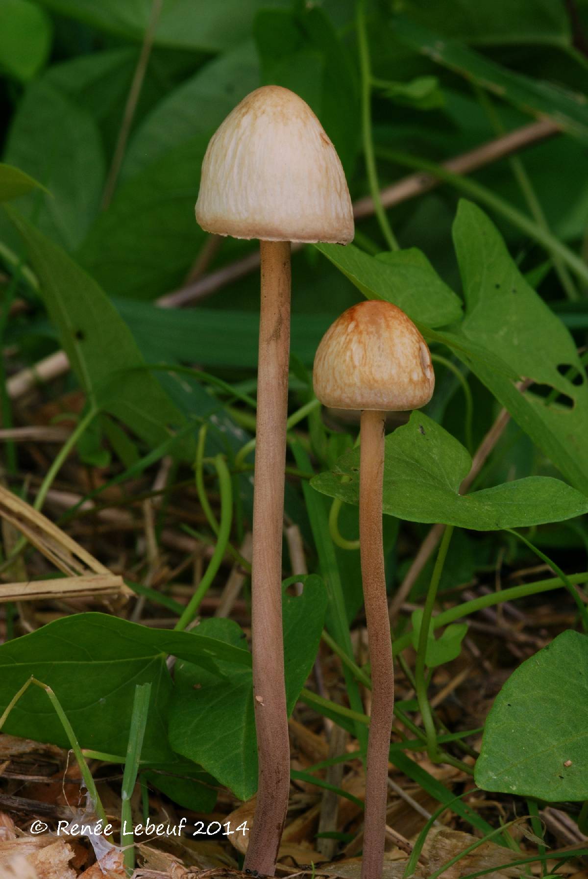 Panaeolus retirugis image