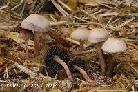 Panaeolus subbalteatus image