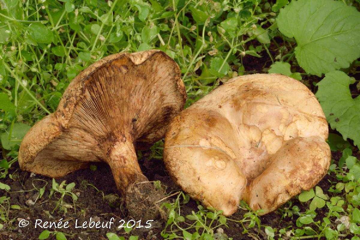 Paxillus vernalis image