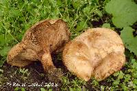 Image of Paxillus vernalis