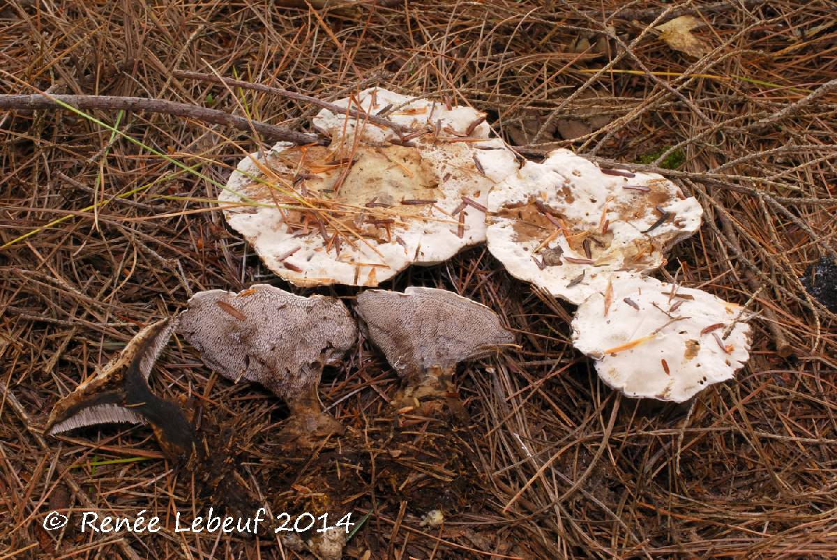 Phellodon melaleucus image