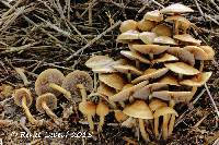 Agrocybe pediades image