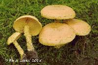 Pholiota flammans image