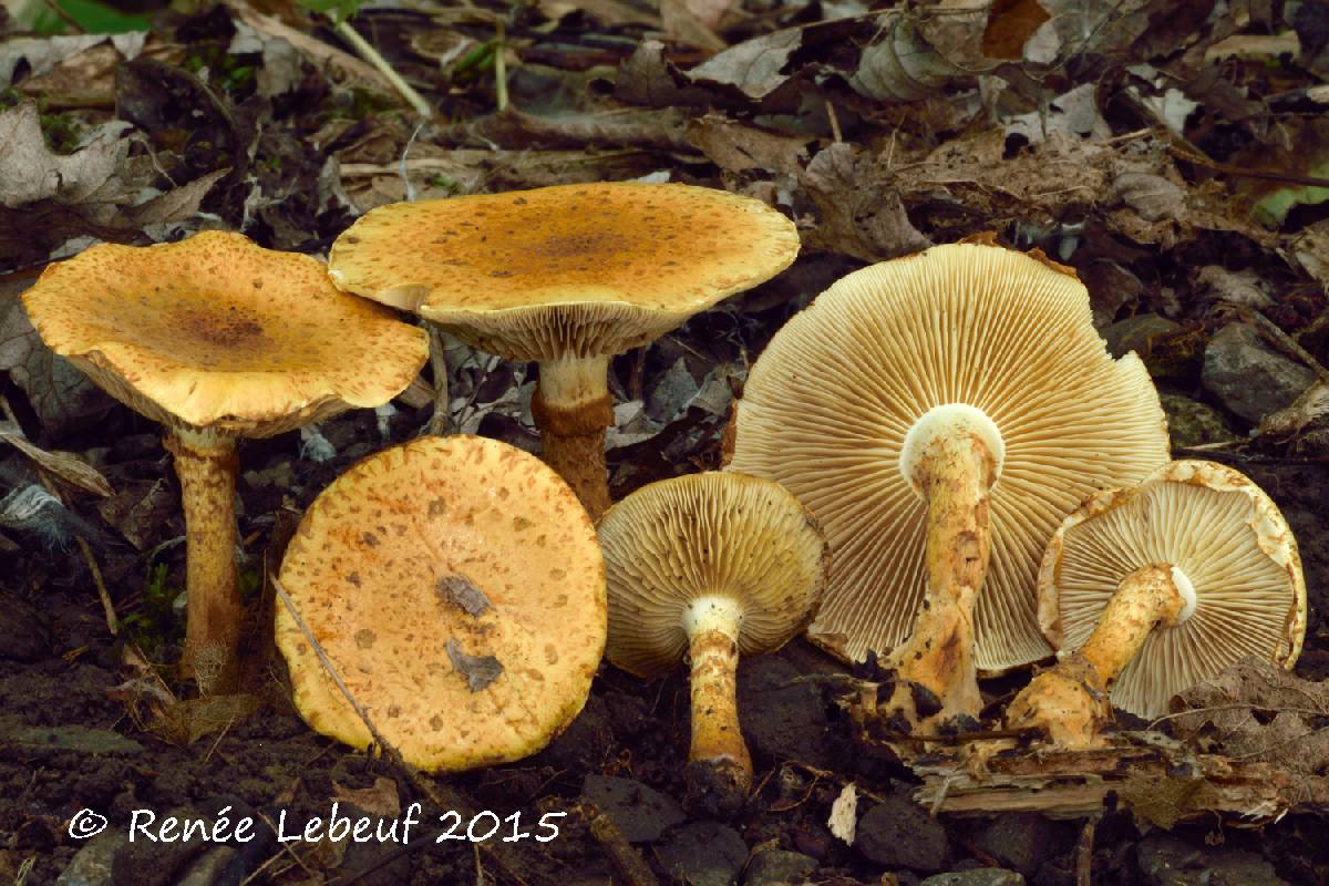 Pholiota lucifera image