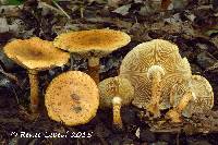 Image of Pholiota lucifera