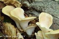 Pleurotus populinus image