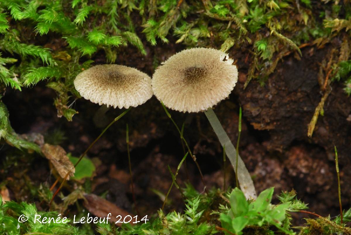 Pluteus hispidulus var. hispidulus image