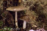 Pluteus petasatus image