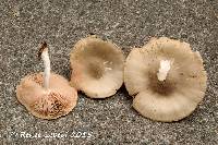 Pluteus petasatus image