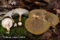 Polyporus brumalis image