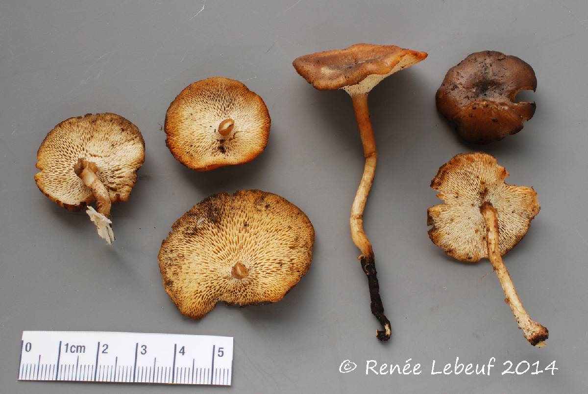 Polyporus longiporus image