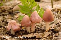 Hygrocybe calyptriformis var. calyptriformis image