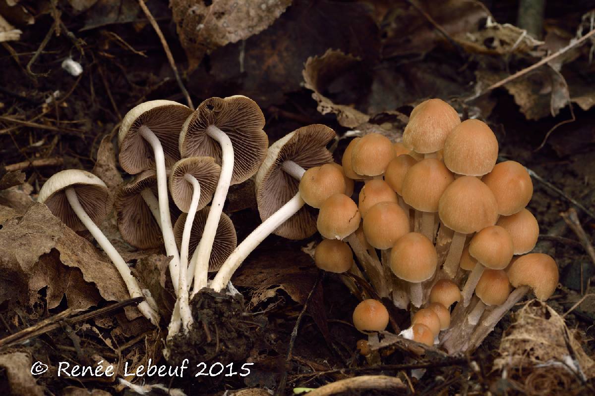 Psathyrella multipedata image