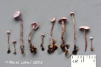 Cystolepiota microspora image