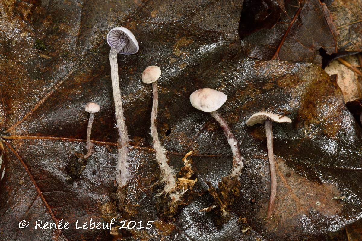 Cystolepiota microspora image