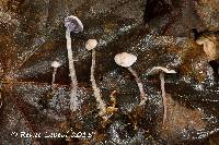 Image of Cystolepiota microspora