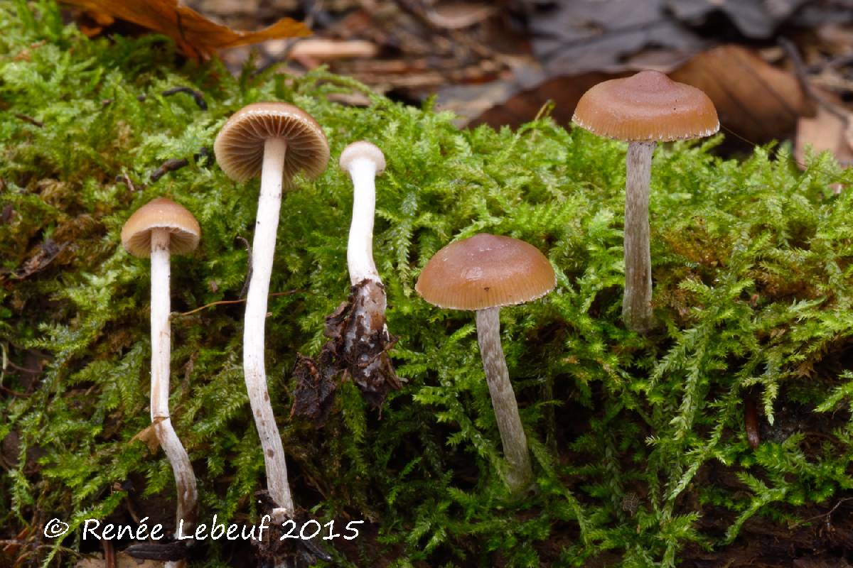 Psilocybe fuscofulva image