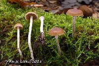 Image of Psilocybe fuscofulva