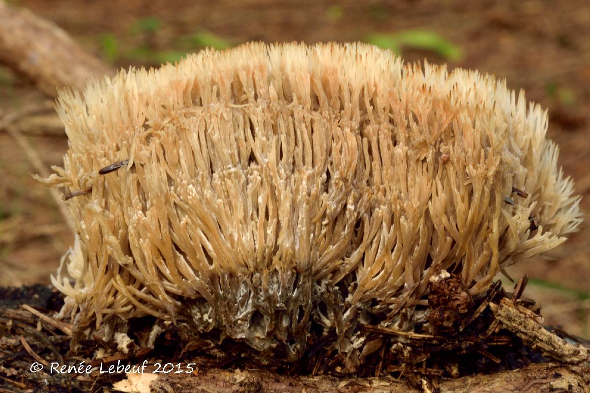 Pterula subulata image