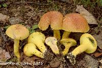 Pulveroboletus ravenelii image