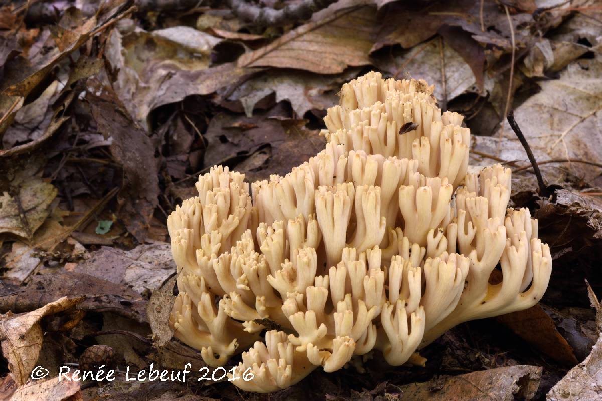 Ramaria acrisiccescens image