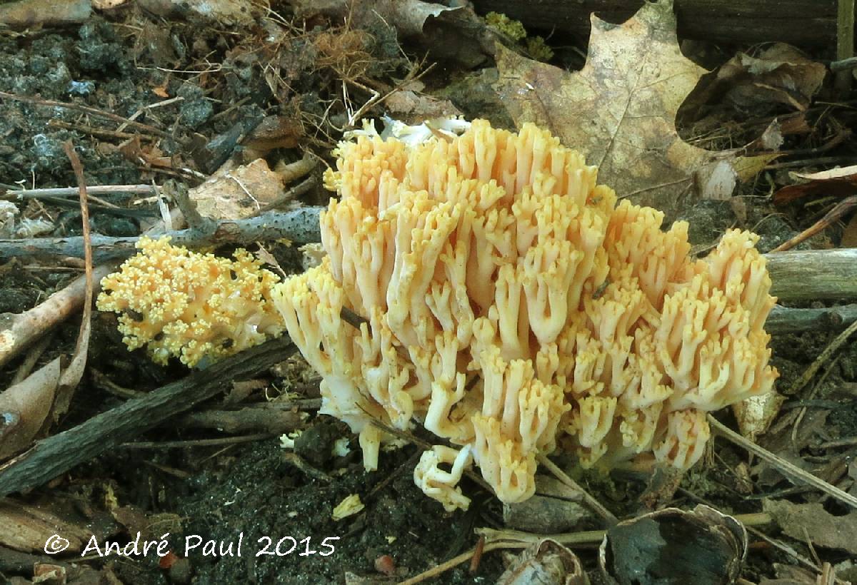 Ramaria brunneomaculata image