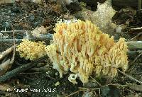 Ramaria brunneomaculata image