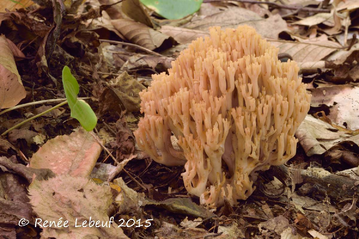 Ramaria brunneomaculata image