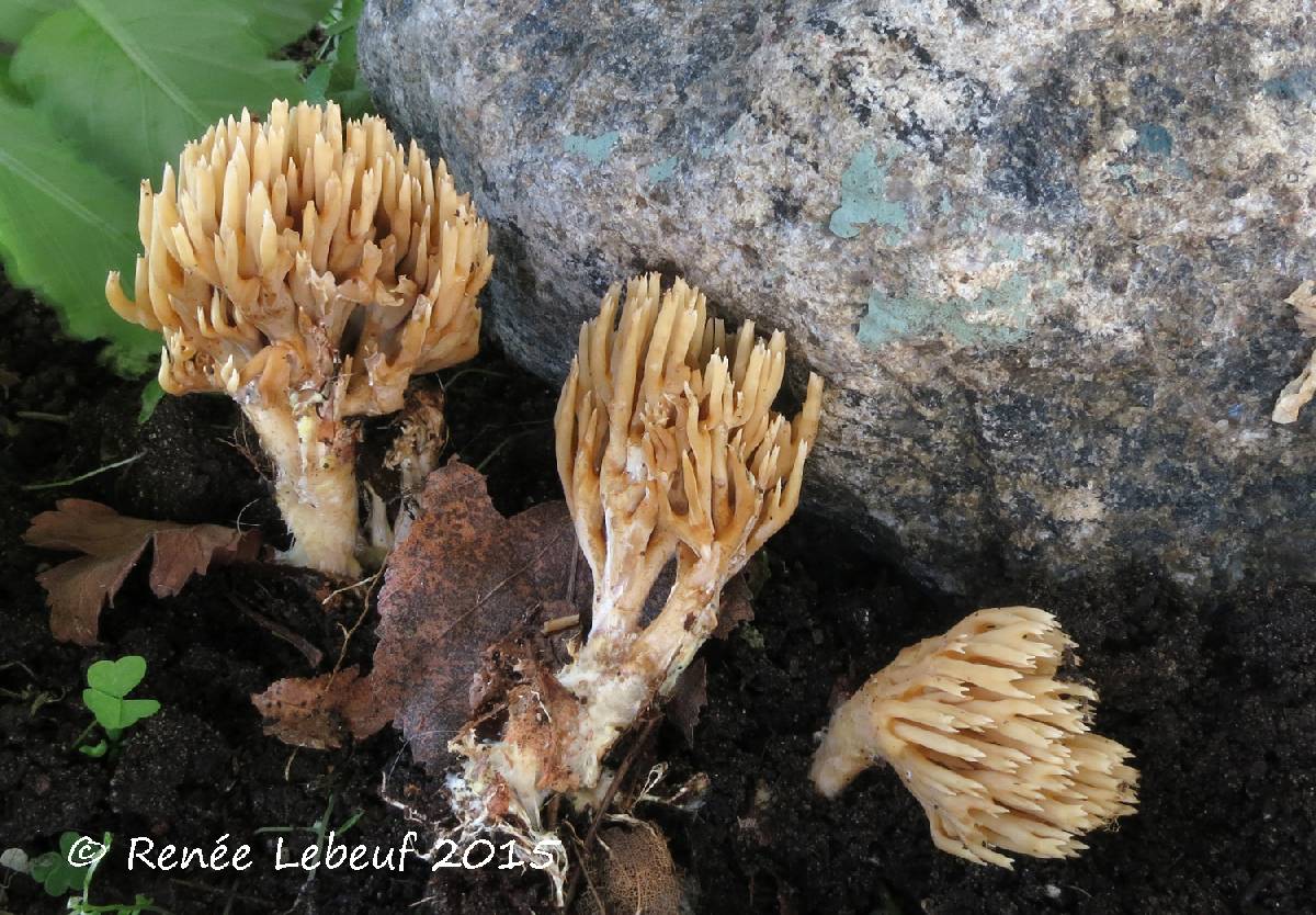 Ramaria eumorpha image